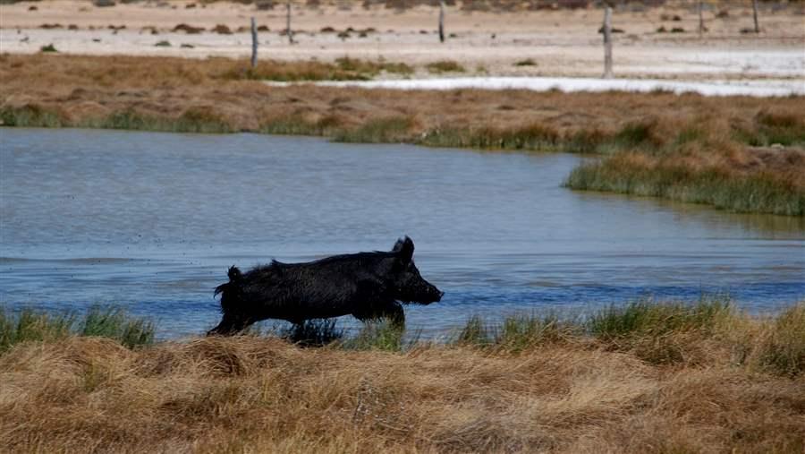 Feral pig