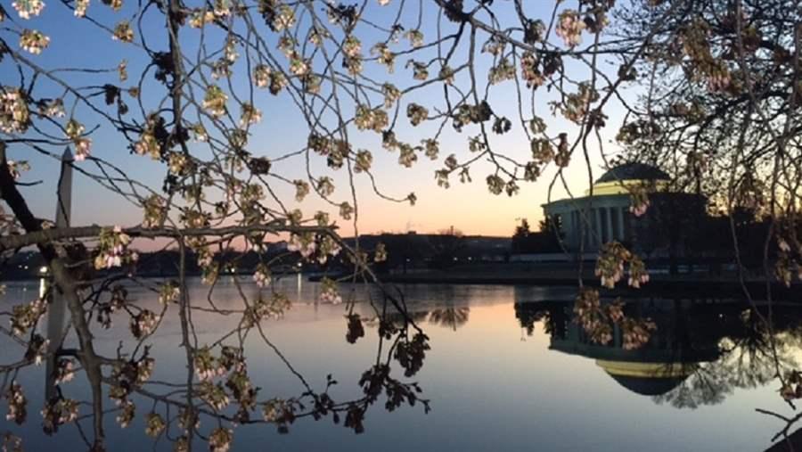 Cherry blossoms