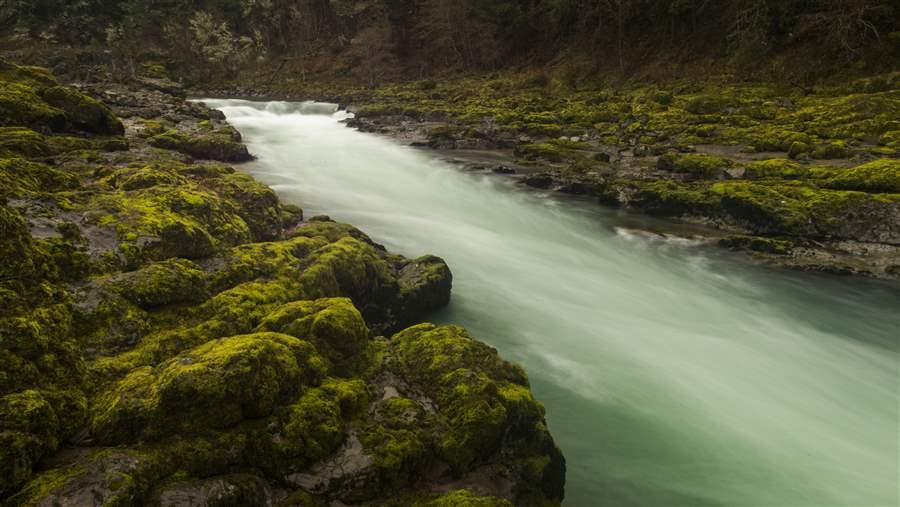 Steamboat Creek forest