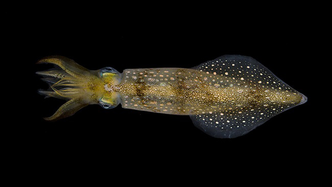 Atlantic longfin squid