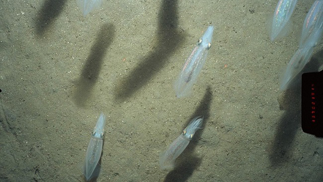 Atlantic longfin squid