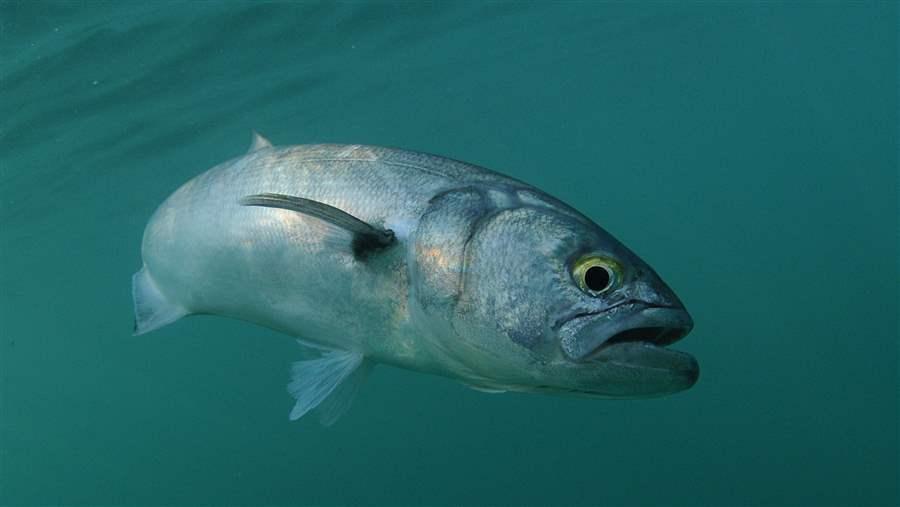 Bluefish