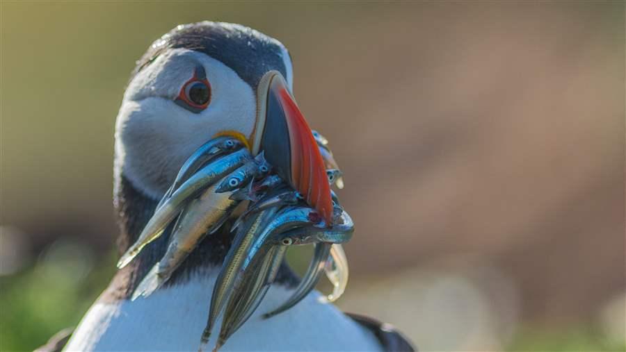 Puffin