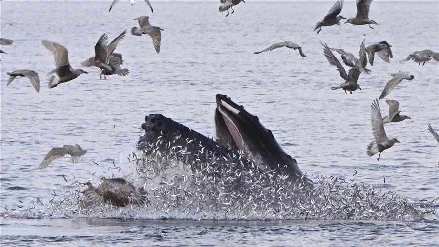 Humpback whale