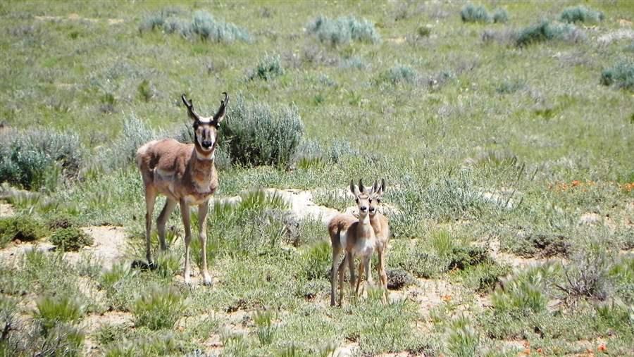 Pronghorns