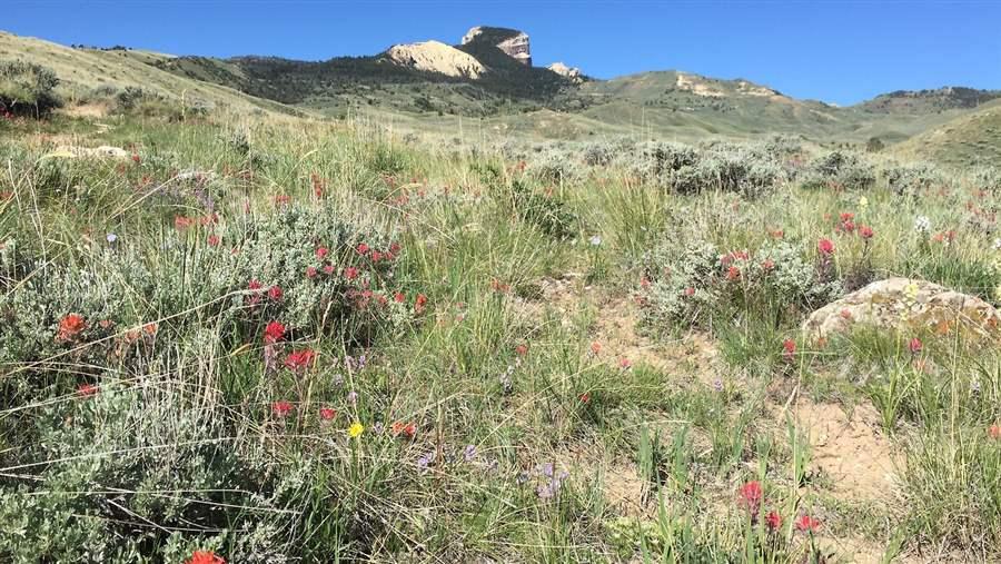 Wildflowers