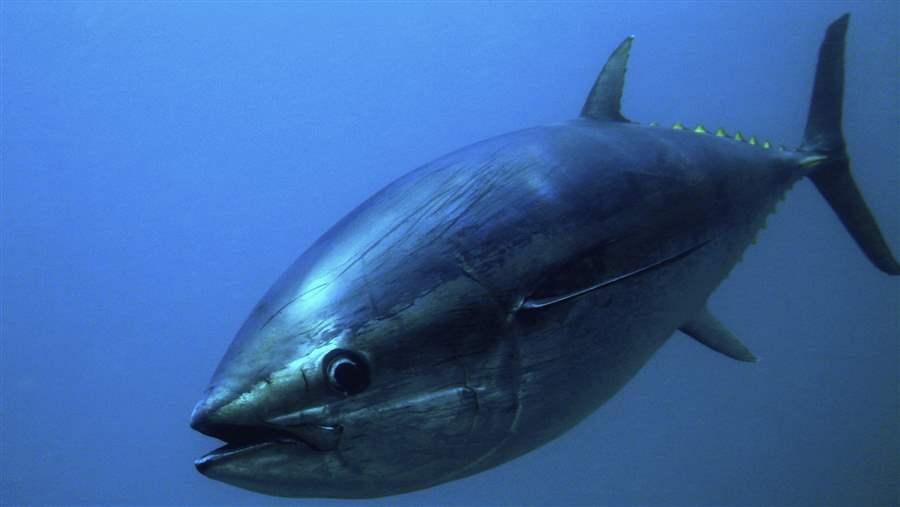 Pacific bluefin tuna 