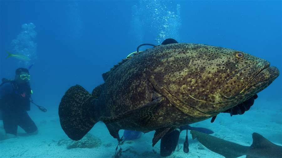 goliath grouper