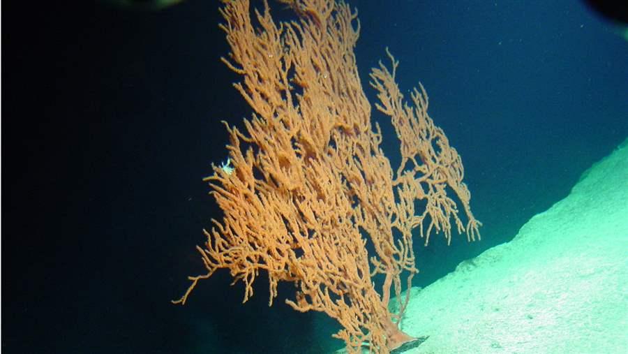 deep-water black coral 