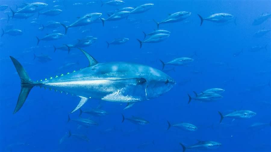 World Tuna Day