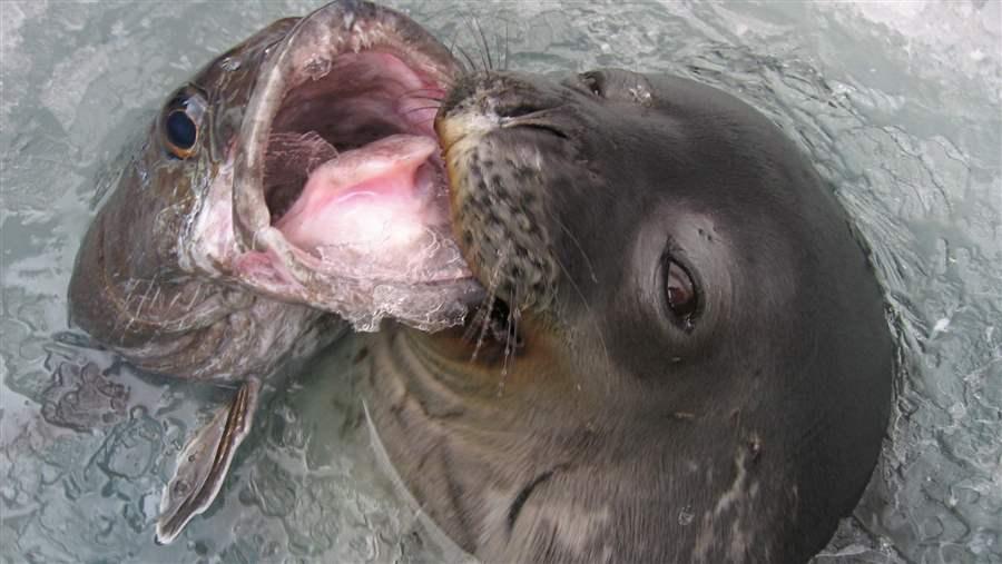 Marine protected areas in the Southern Ocean