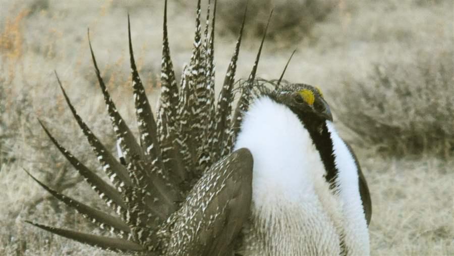 Sage Grouse