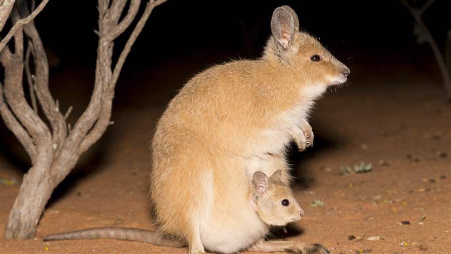 As Extinctions Mount in Australia's Outback, a Sanctuary Offers Hope | The  Pew Charitable Trusts