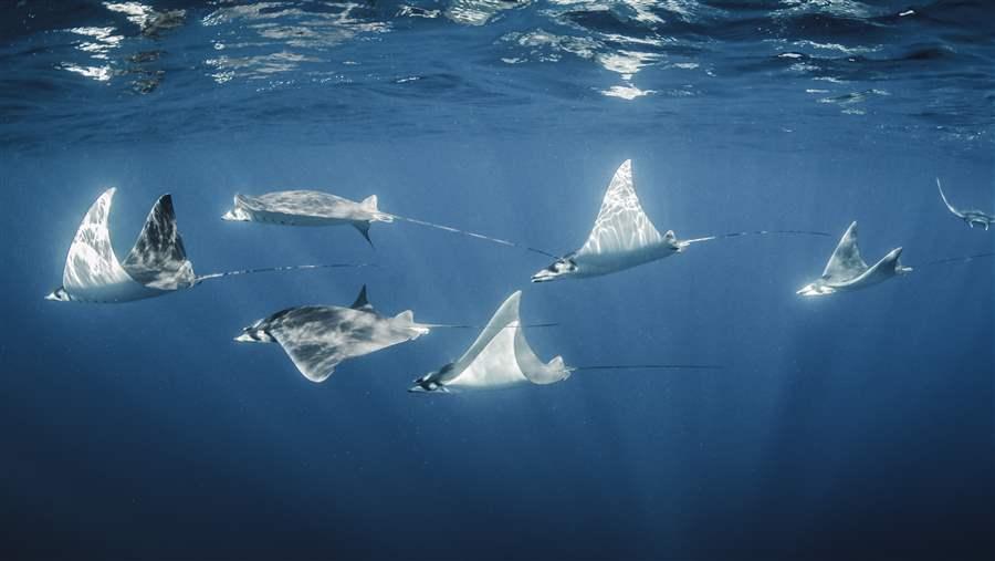 Mobula Rays