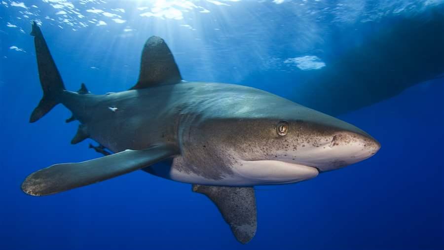 Oceanic whitetips