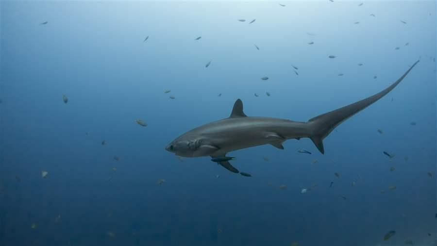 Thresher sharks