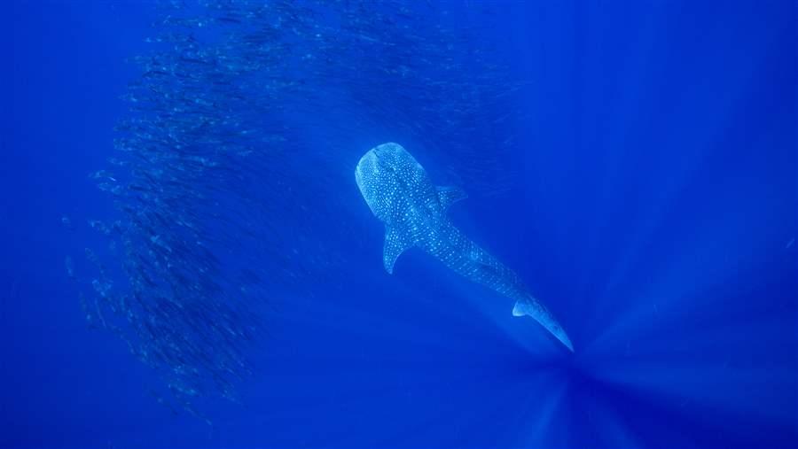 Whale Shark 1