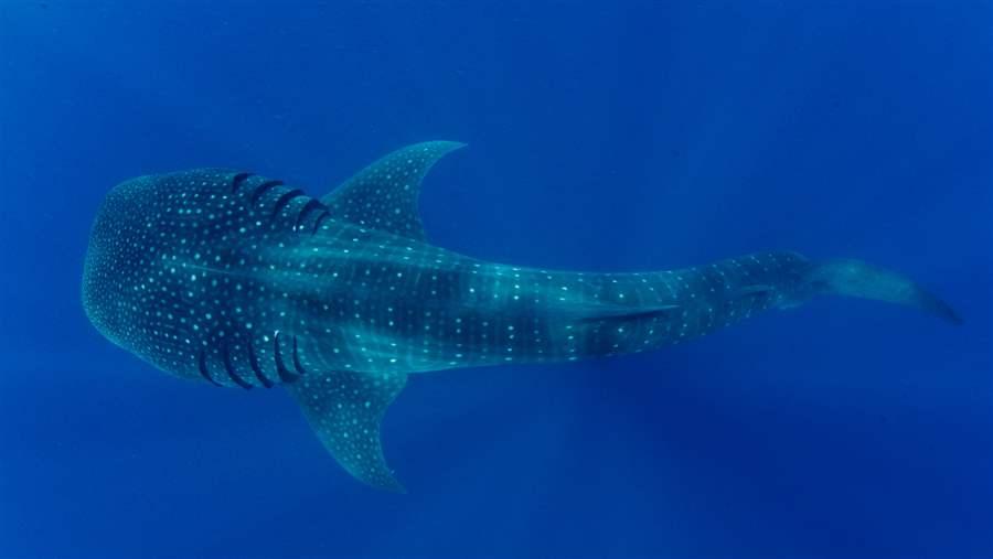 Whale Shark 4