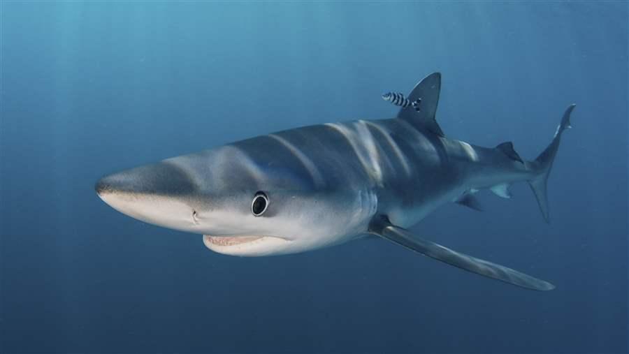 Blue Shark