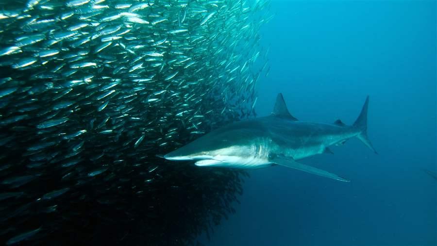 Dusky Shark