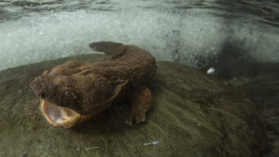 Eastern Hellbender