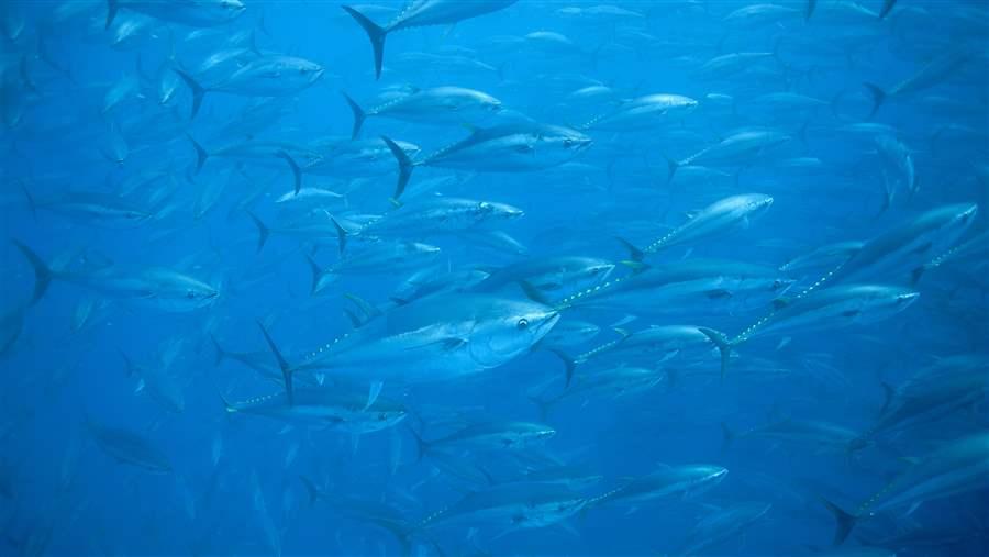 Eastern bluefin tuna
