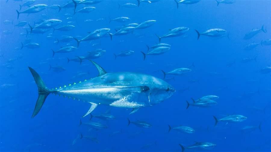 Atlantic Tunas