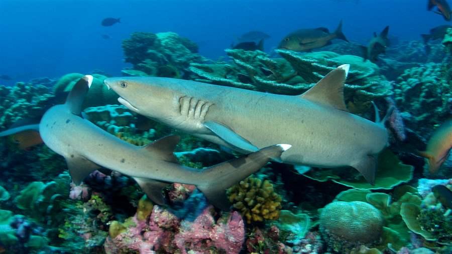 Fiji sharks