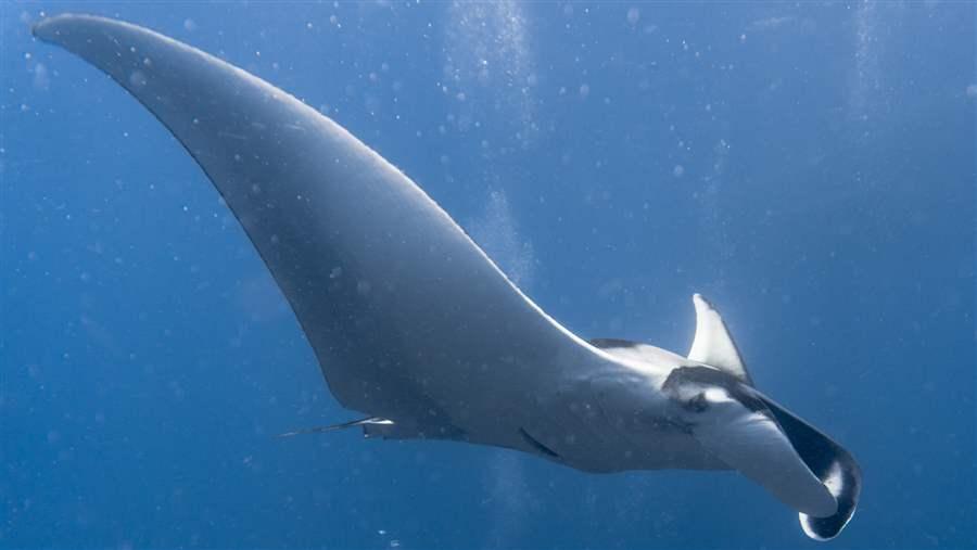 Oceanic manta rays