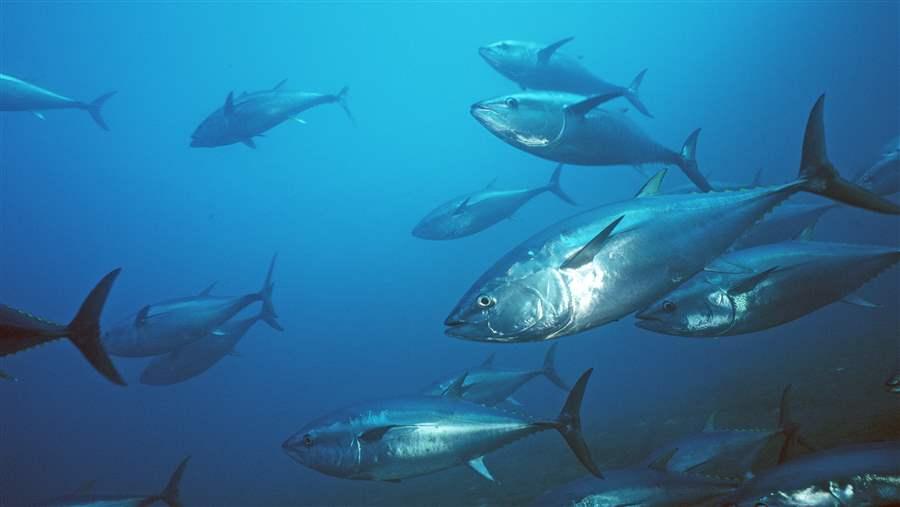 Tuna