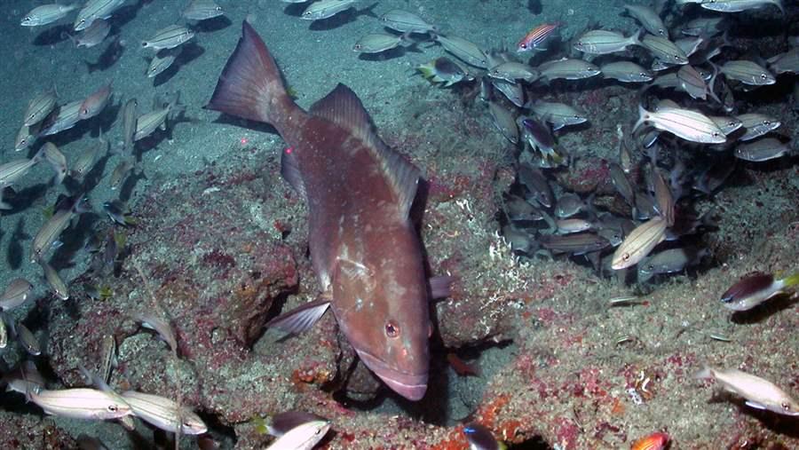 Red Grouper