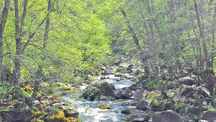 Upper Jenny Creek 