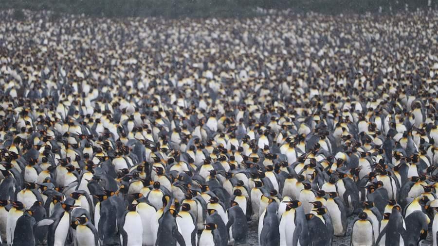 Penguins As Far As The Eye Can See The Pew Charitable Trusts