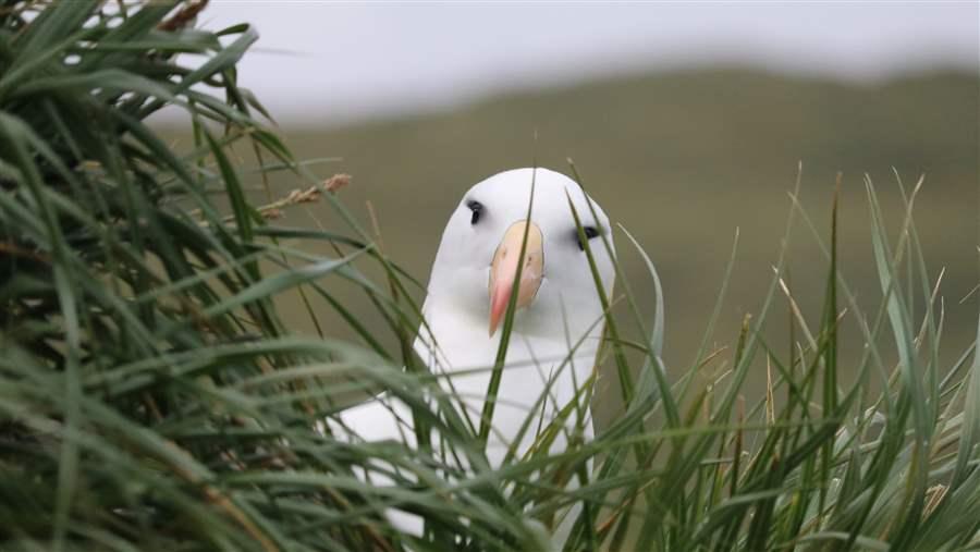 South Georgia Islands 7