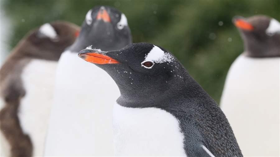 Wildlife in South Georgia and the South Sandwich Islands