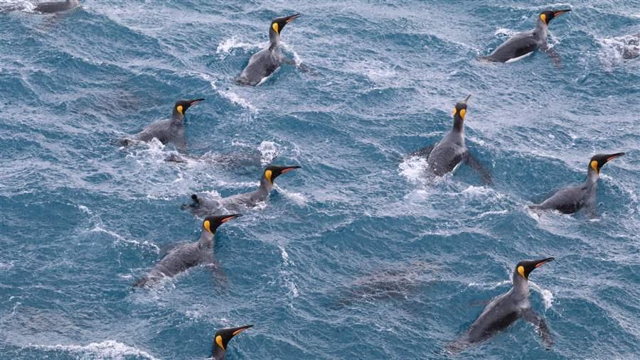 Wildlife in South Georgia and the South Sandwich Islands