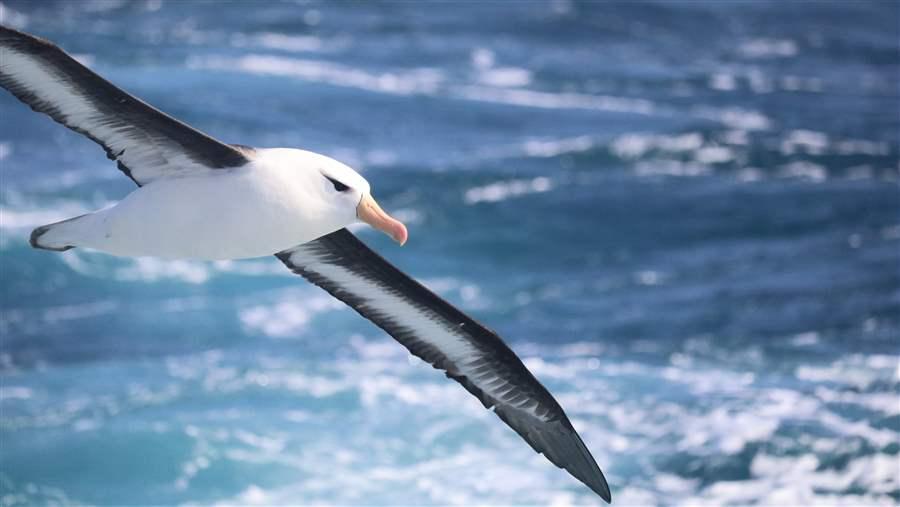 Wildlife in South Georgia and the South Sandwich Islands