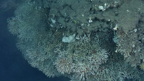 Deep_sea corals 1