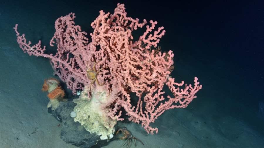 Deep_sea corals 2