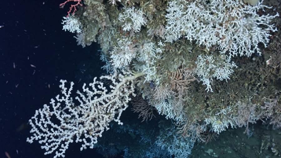 Deep_sea corals 3