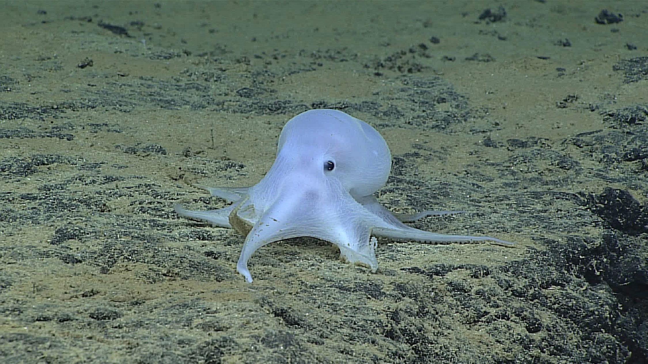 Photos: Hidden Creatures of the Ocean Deep | The Pew Charitable Trusts