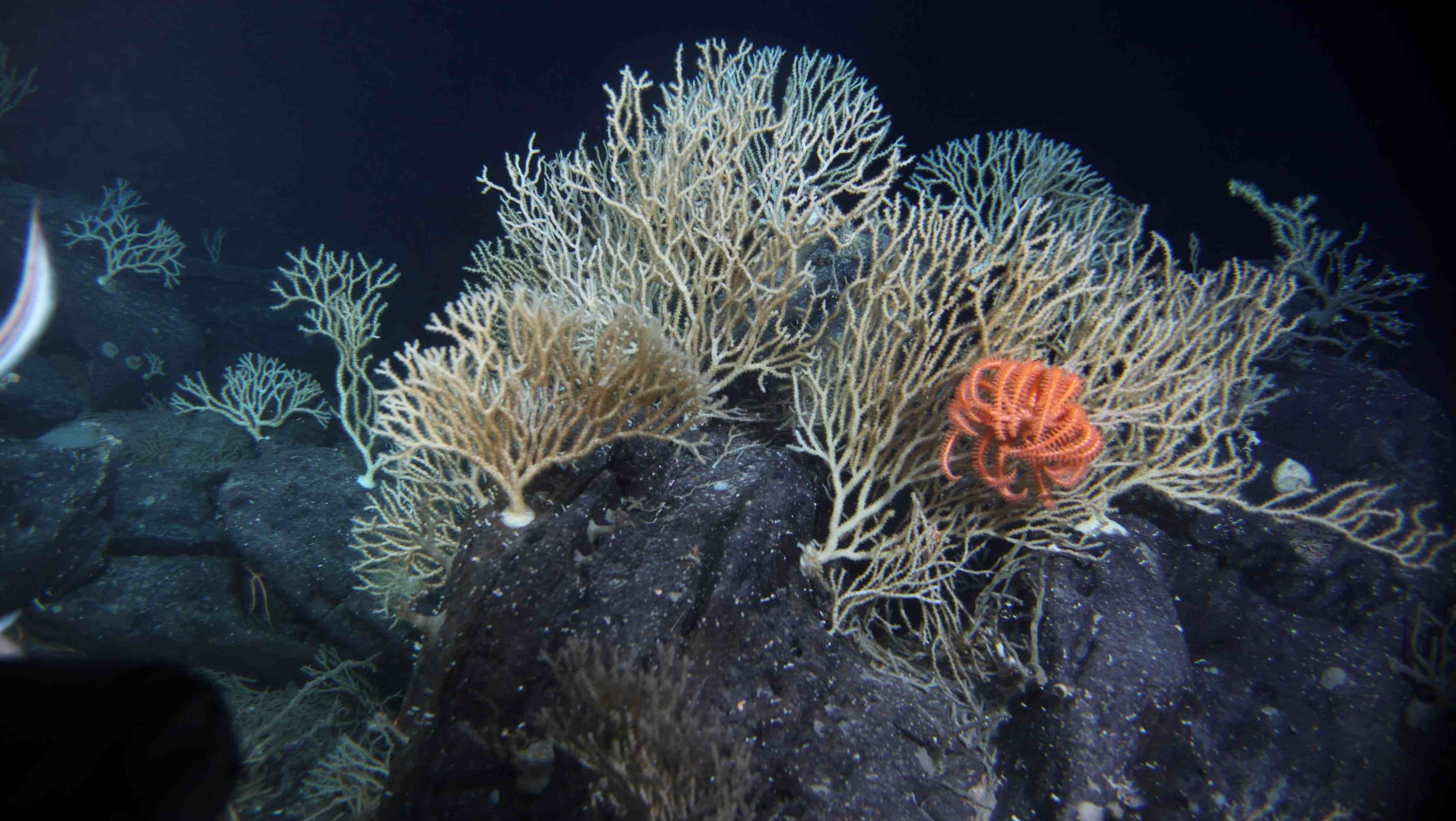 В глубоководных океанах отсутствуют. Морское дно. Костерхавет. Render подводные растения. Национальный парк Костерхавет риф.