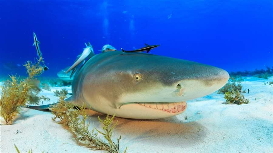 Lemon shark