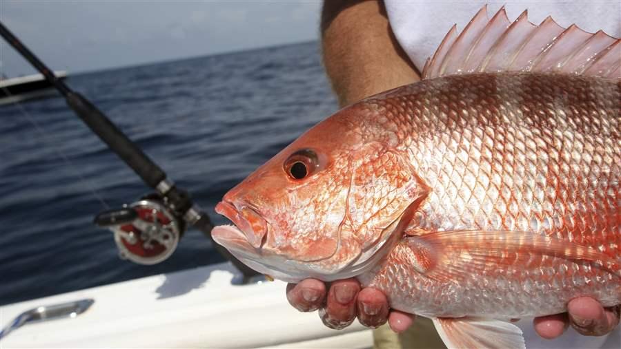 Red Snapper fishing season