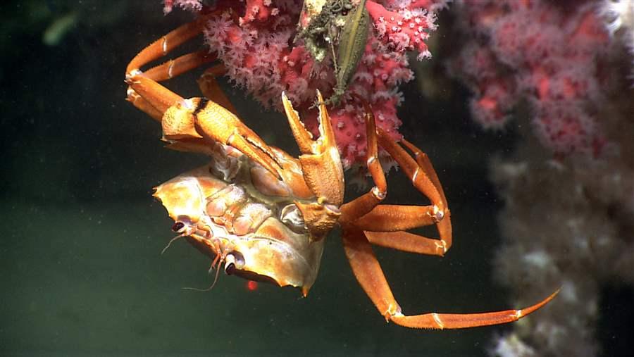 Northeast Canyons and Seamounts Marine Monument