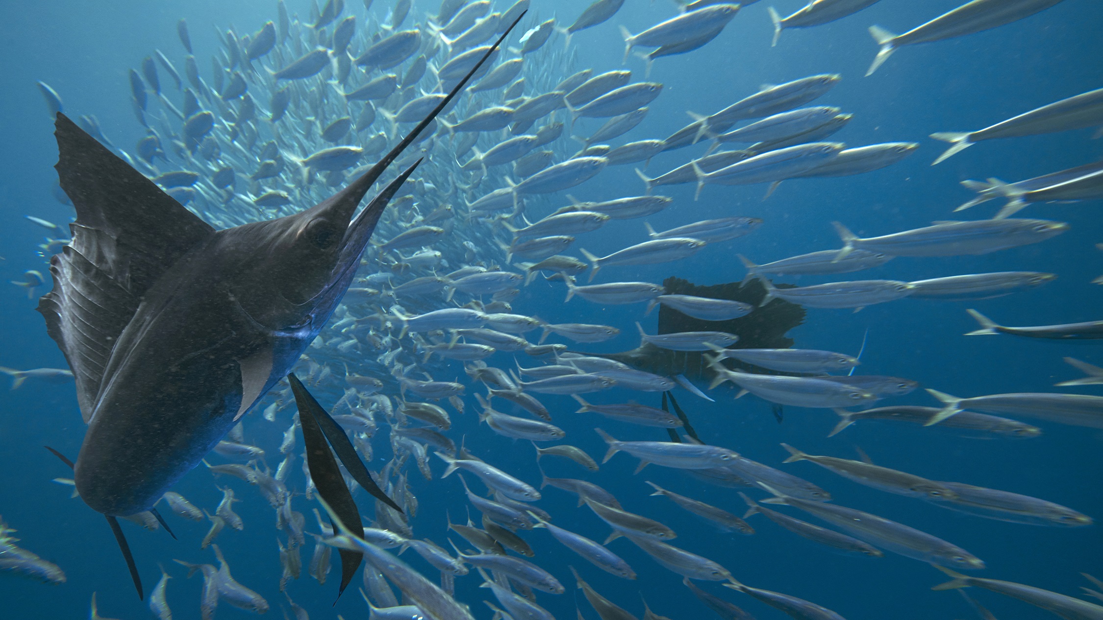 Mid-Atlantic Forage Fish  The Pew Charitable Trusts