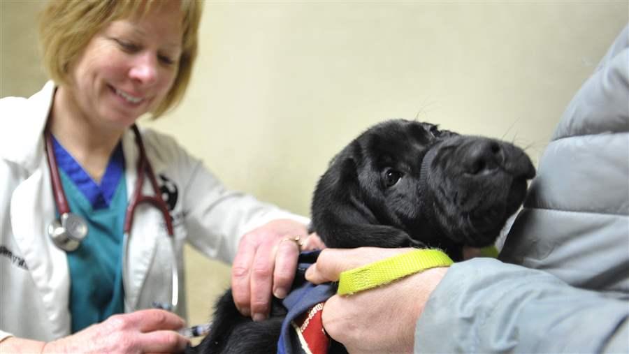 Veterinarian shot