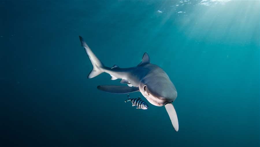 Blue shark