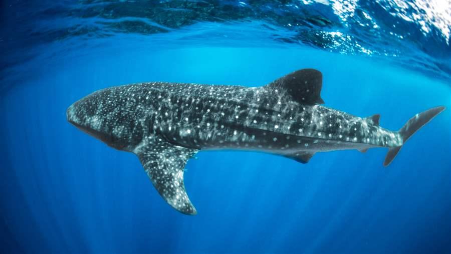 Whale shark