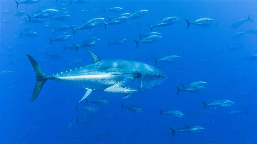 Bluefin Tuna